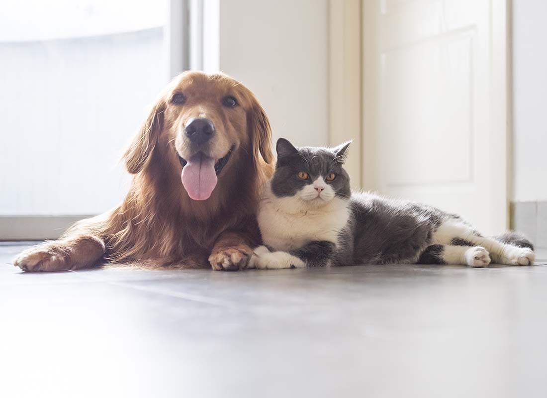 Acf Insurance Pet Insurance - ACF Insurance & Financial Services Inc.